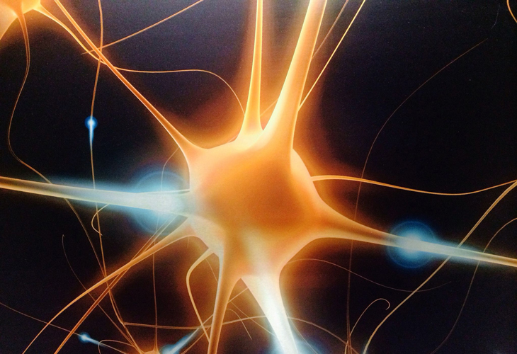 Мозг и нейроны